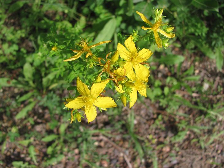 Hypericum perforatum (Erba di S. Giovanni comune)